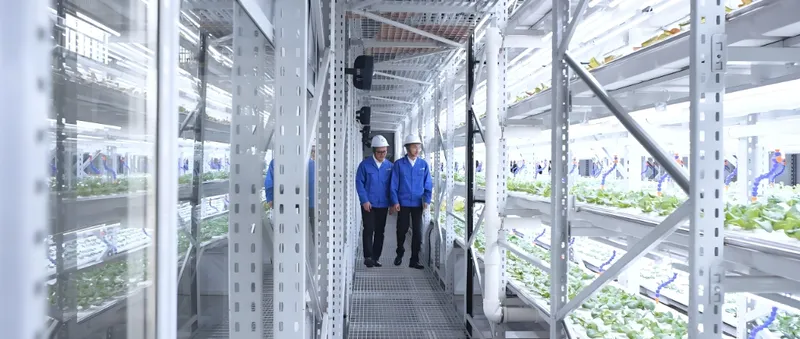 Продукты для вертикальных ферм Двое рабочих в синих куртках и касках идут по крытой гидропонной ферме с несколькими рядами растений.